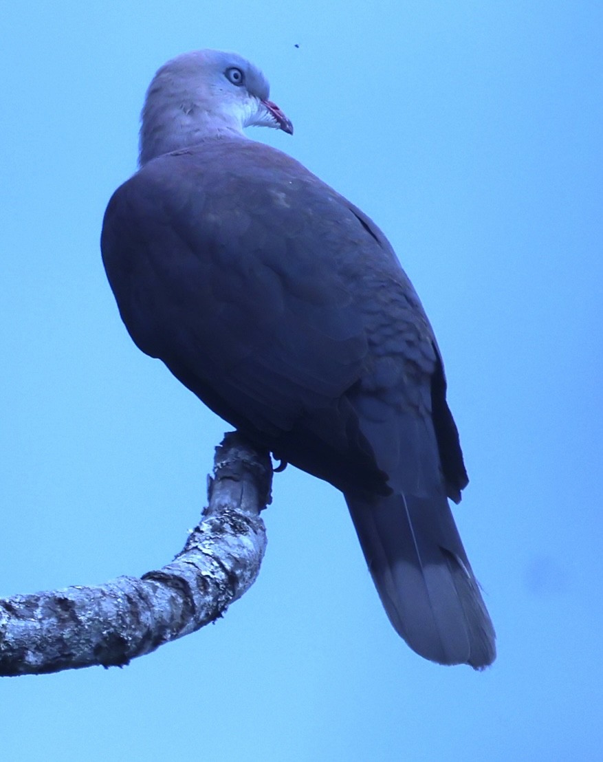 Mountain Imperial-Pigeon - ML652118816