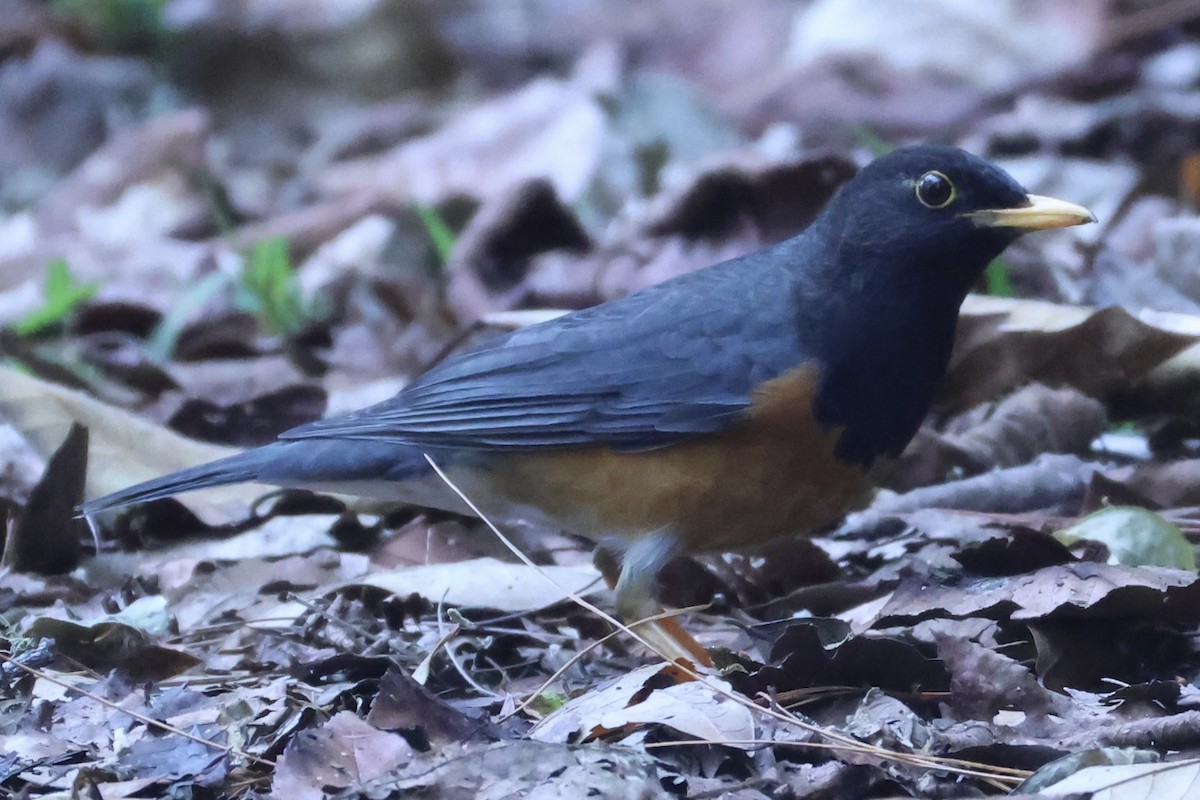 Black-breasted Thrush - ML652118891