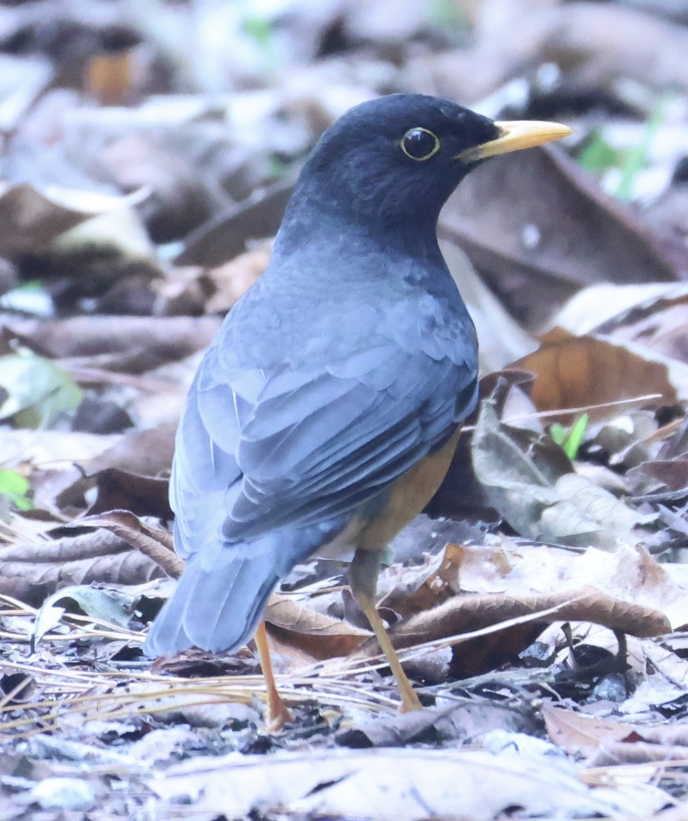 Black-breasted Thrush - ML652118892
