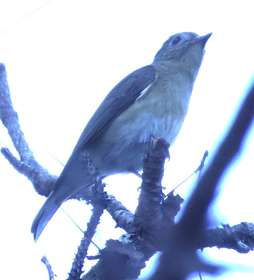 Slaty-backed Flycatcher - ML652119020
