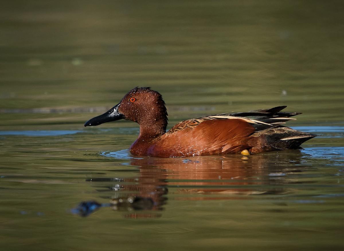 Sarcelle cannelle - ML652119289