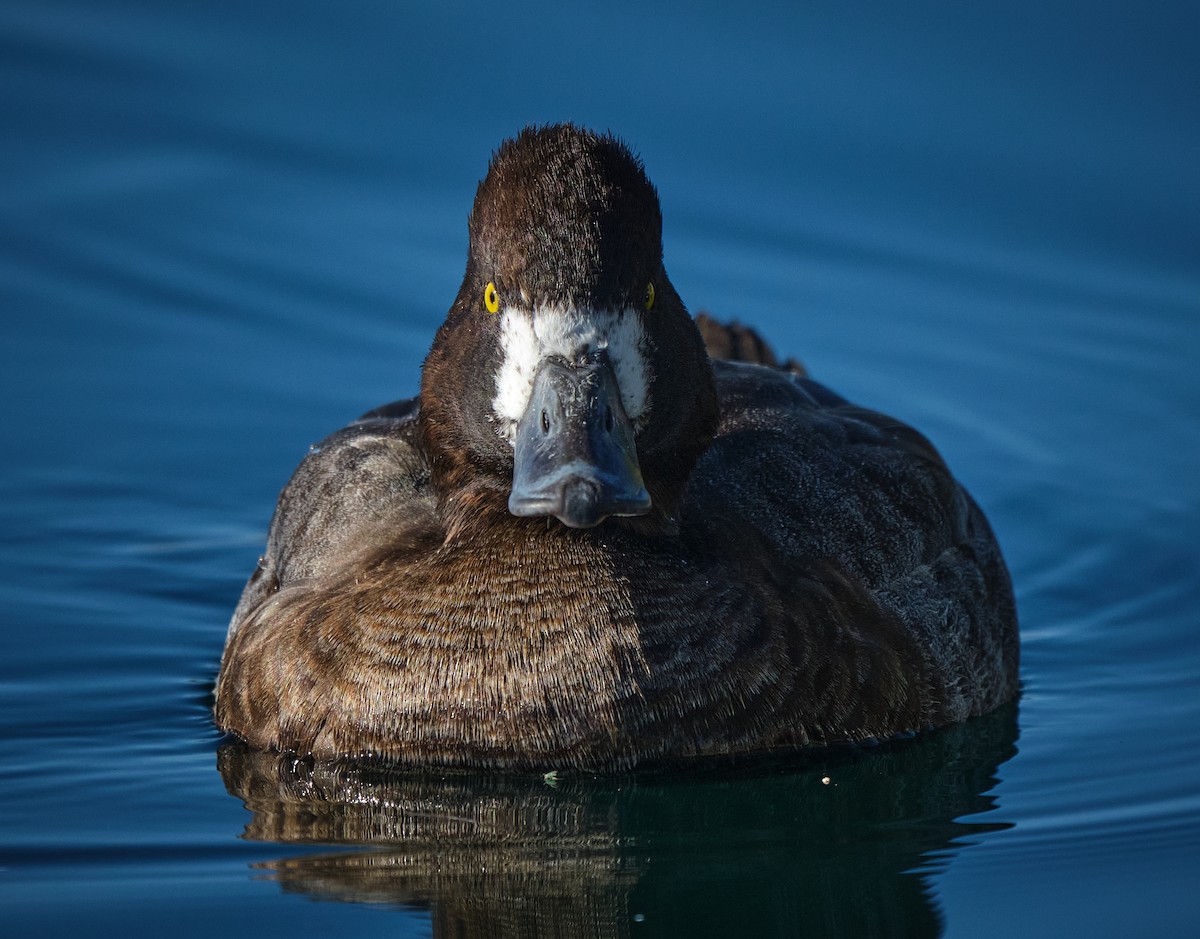 Petit Fuligule - ML652119312