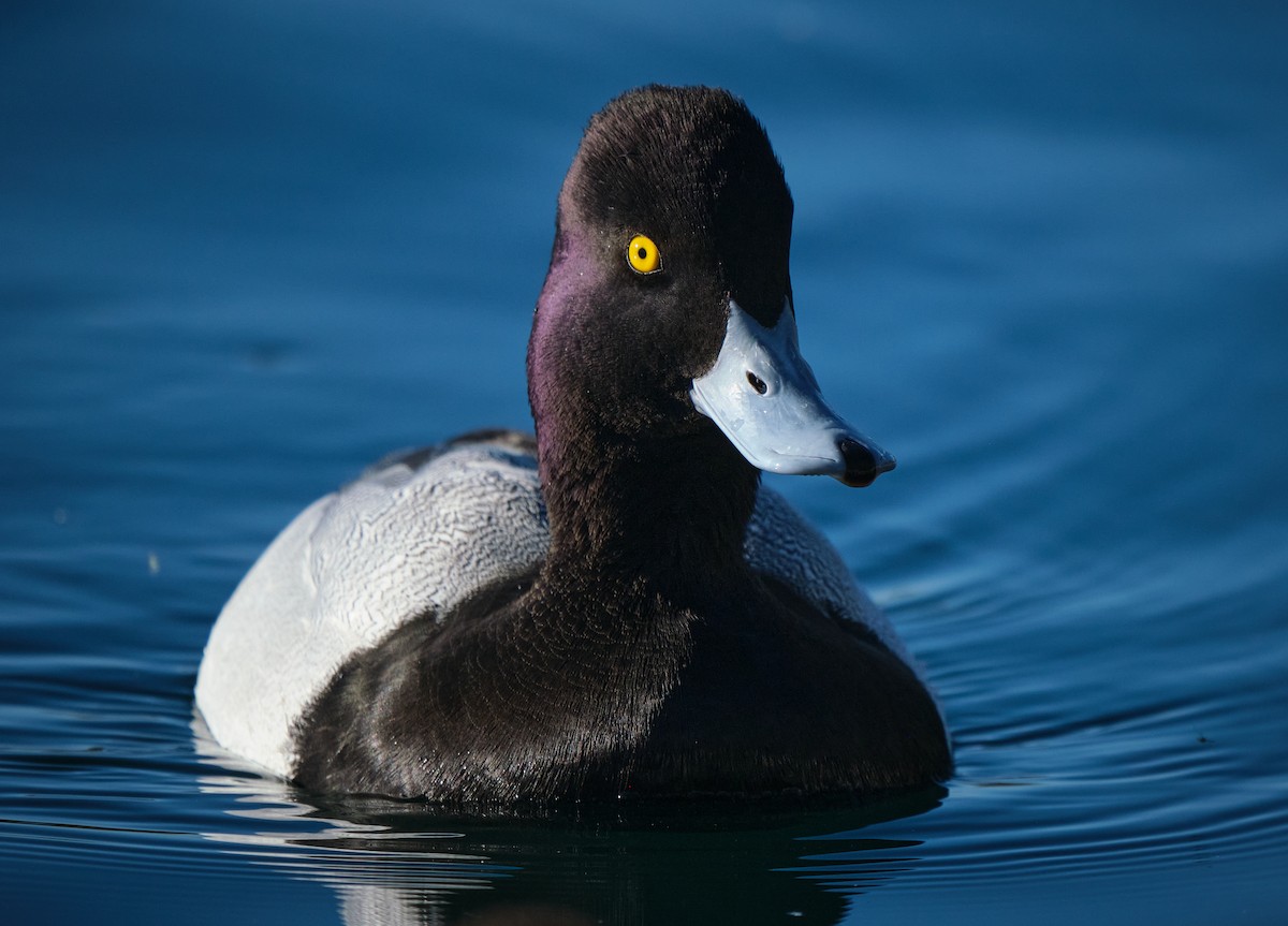 Petit Fuligule - ML652119313