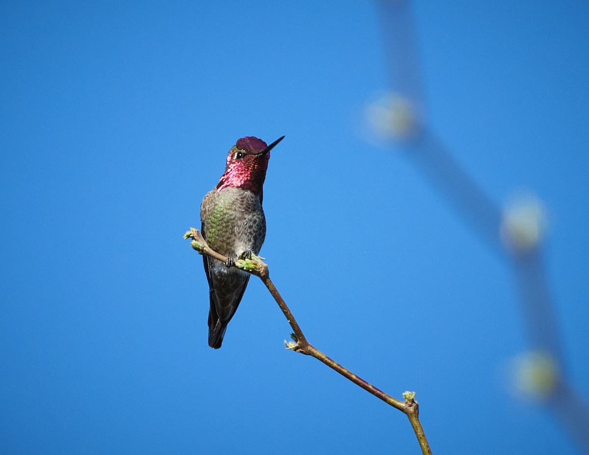 Colibri d'Anna - ML652119328