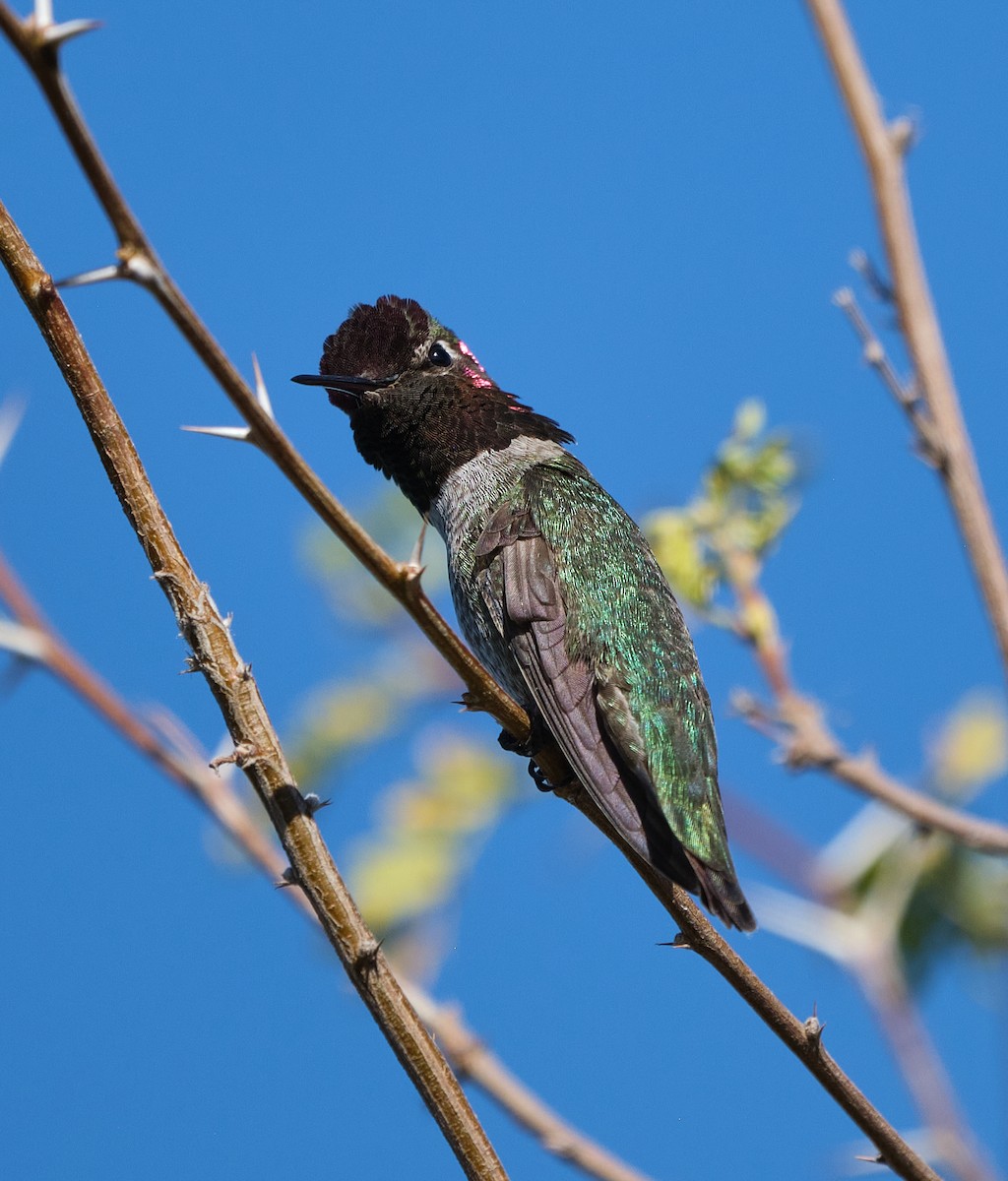 Colibri d'Anna - ML652119340