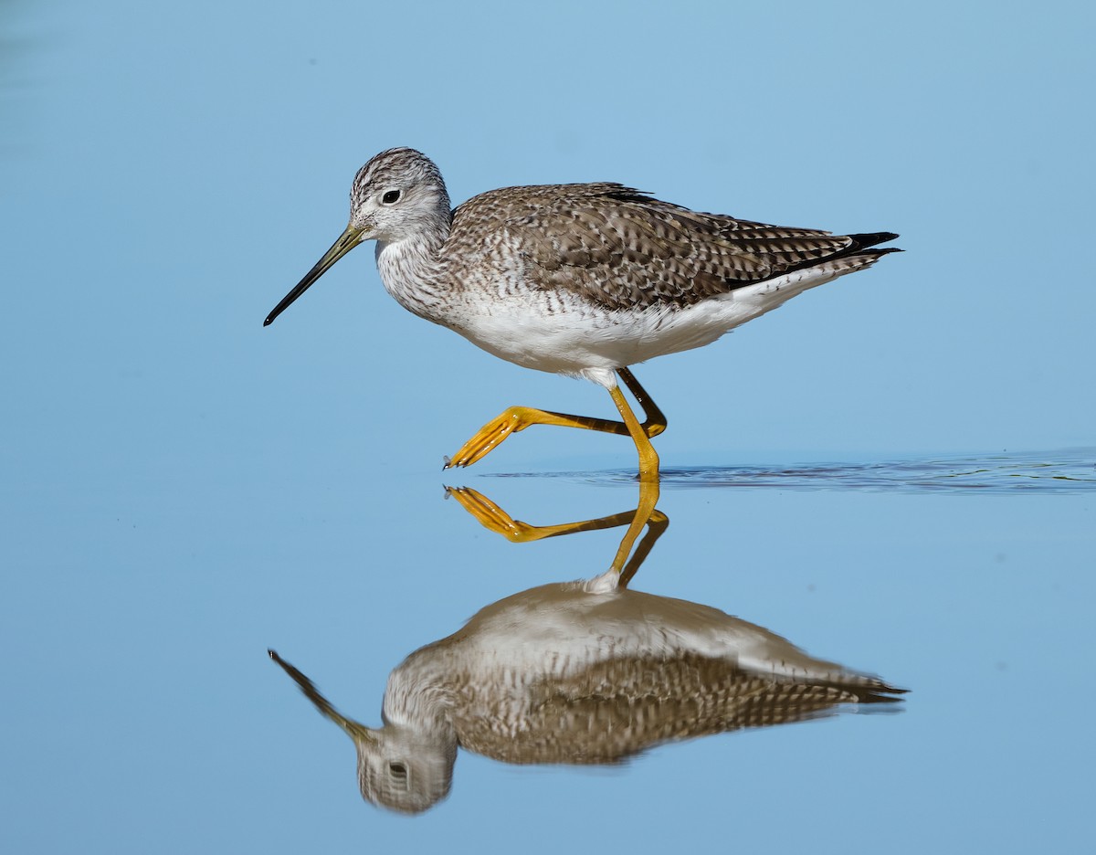 Grand Chevalier - ML652119361