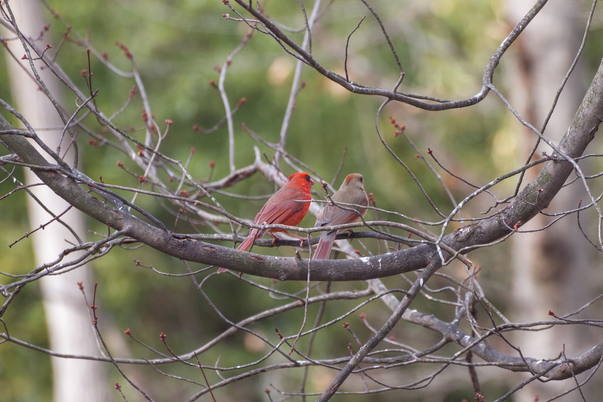 Kardinal arrunta - ML652119515