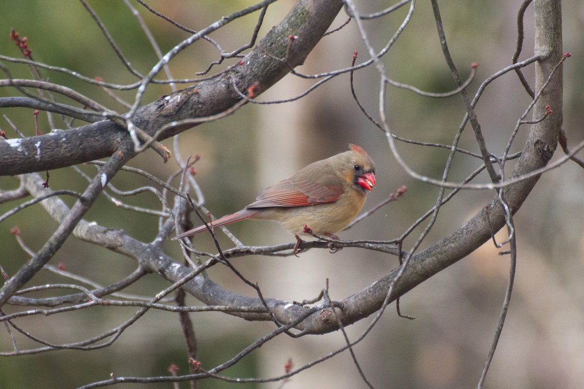 Kardinal arrunta - ML652119516