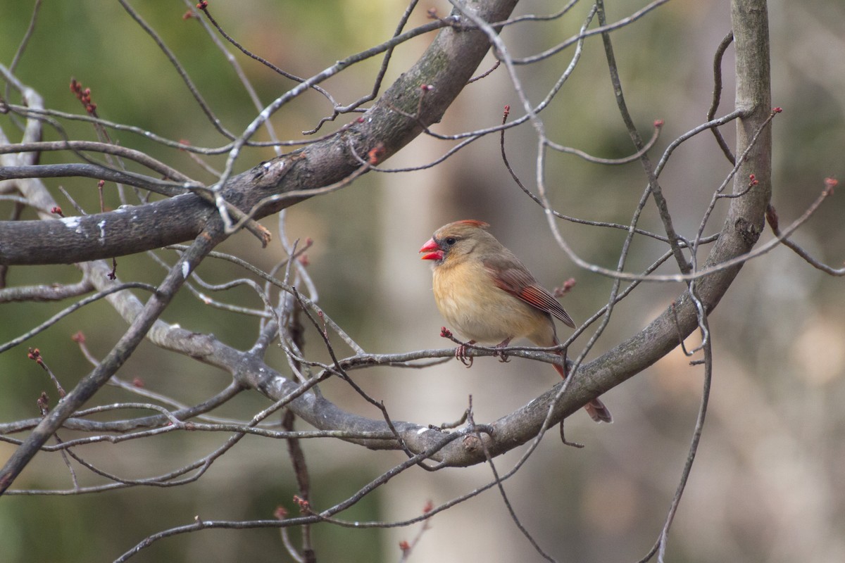 Kardinal arrunta - ML652119518