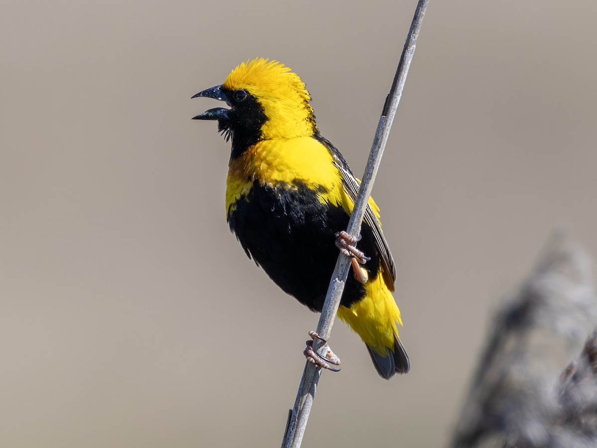 Euplecte vorabé - ML652119564