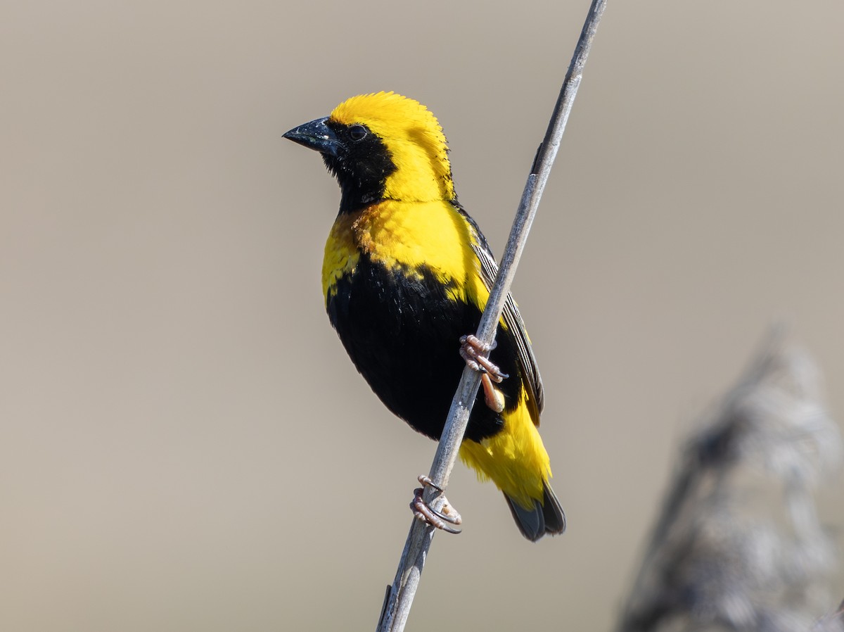 Euplecte vorabé - ML652119565