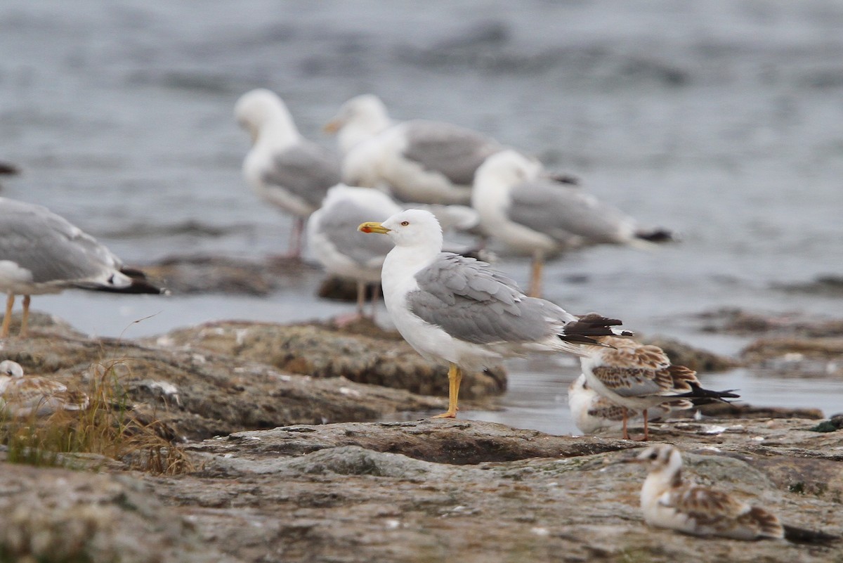 Herring Gull (European) - ML65212001