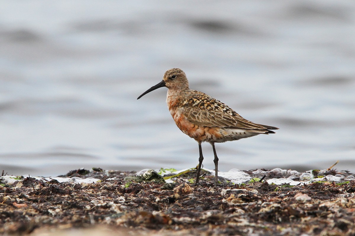 Curlew Sandpiper - ML65212011