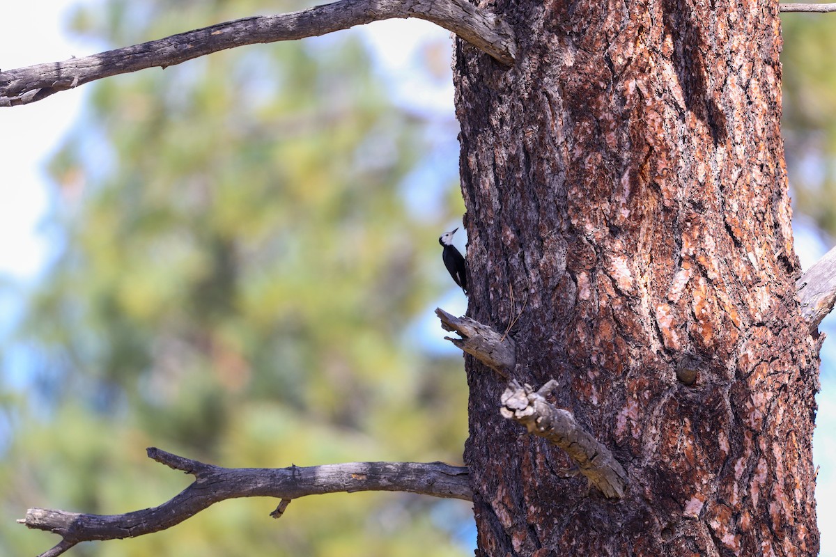 eBird Checklist - 28 Feb 2026 - Quinn Flats (includes lower Fobes Ranch ...