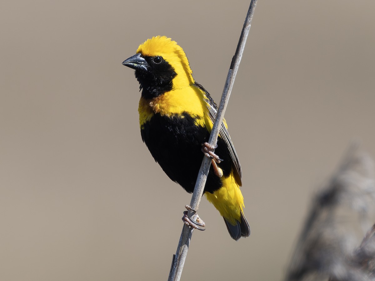 Euplecte vorabé - ML652120401