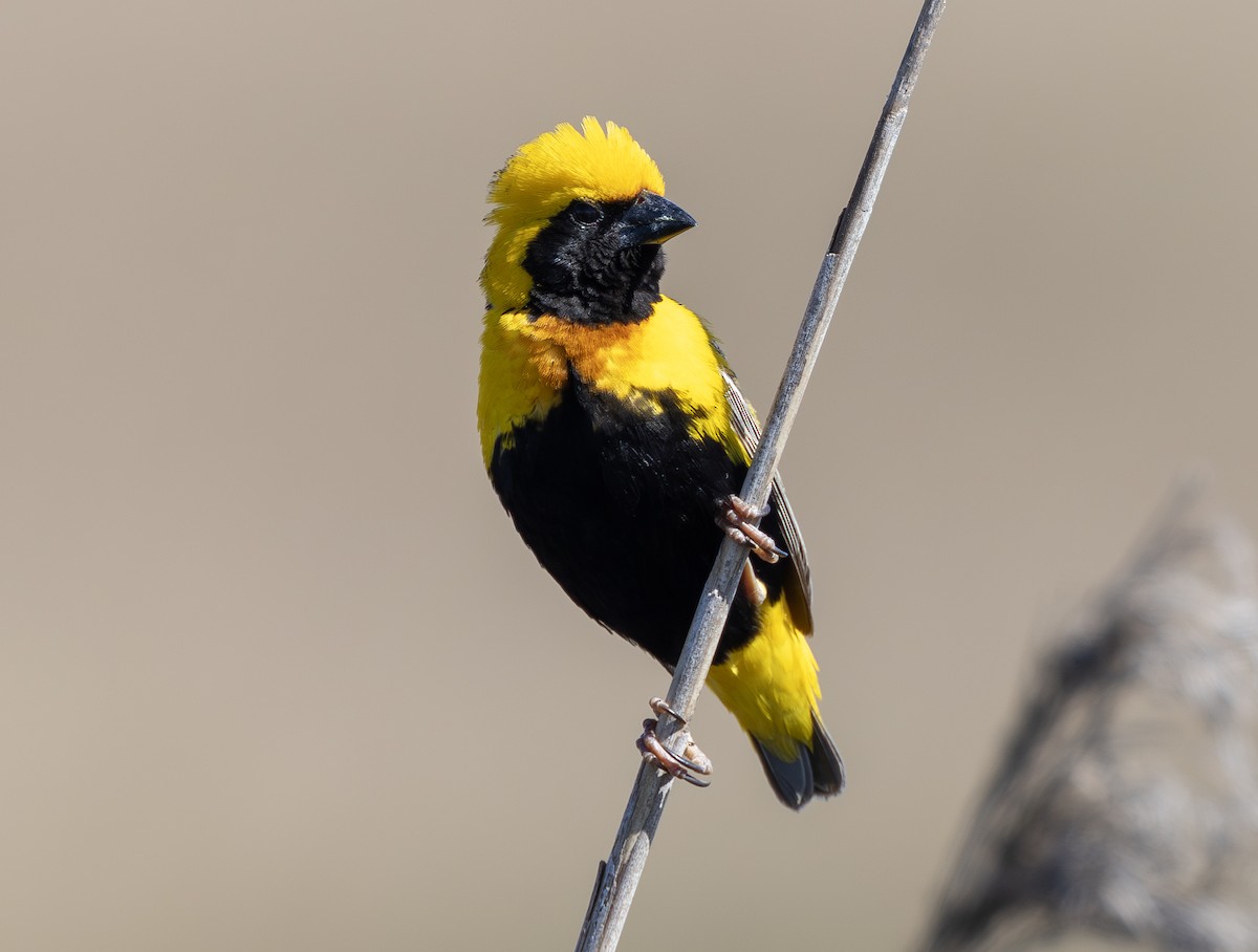 Euplecte vorabé - ML652120402