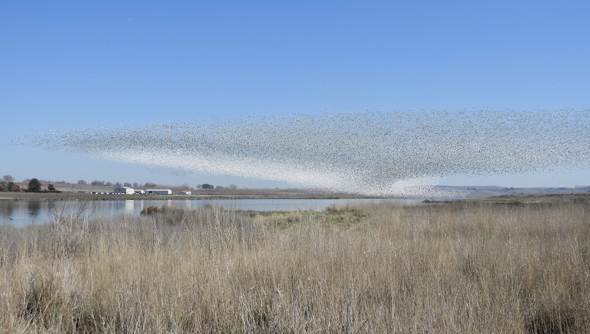 Гуска біла - ML652120523