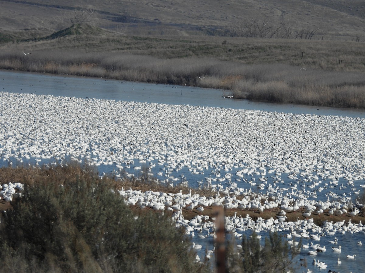 Гуска біла - ML652120590