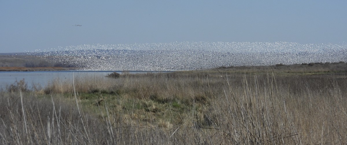 Гуска біла - ML652120644