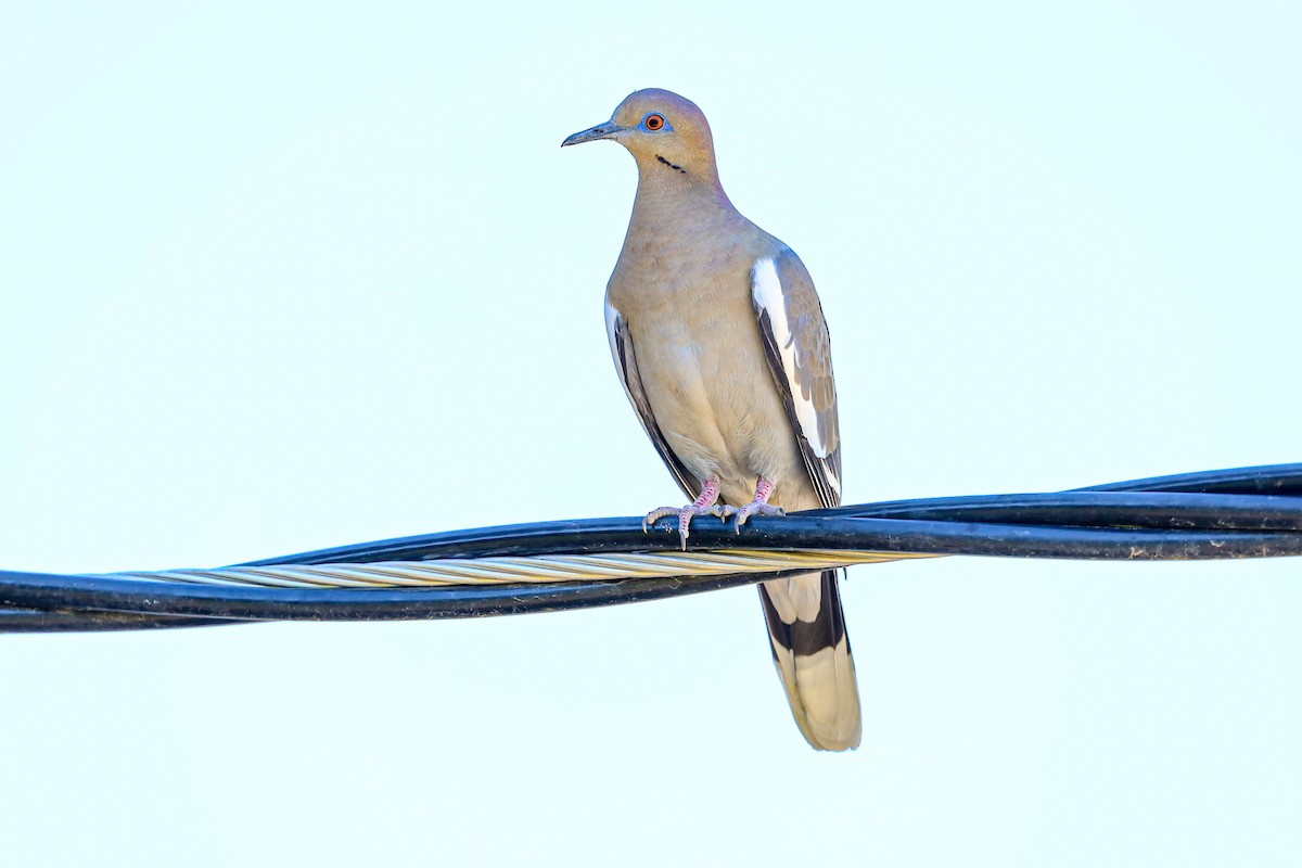 White-winged Dove - ML652120646