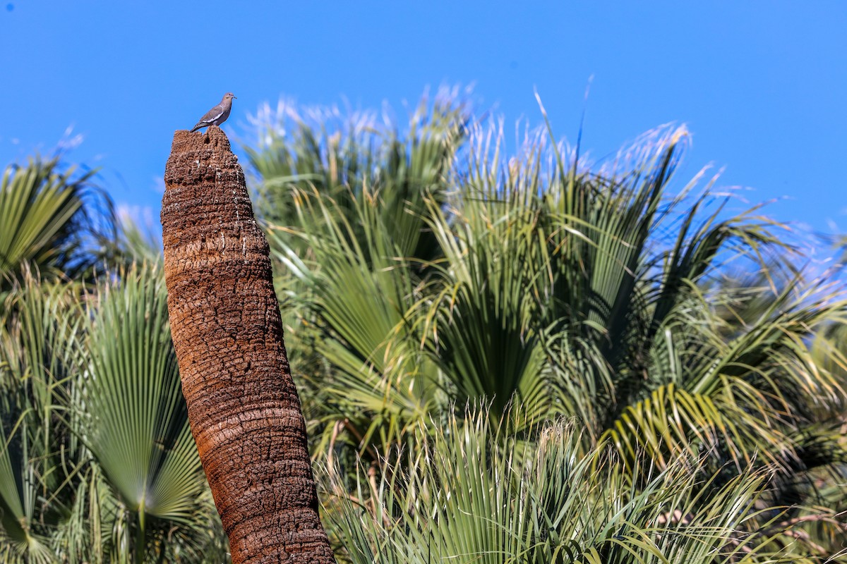 White-winged Dove - ML652120647
