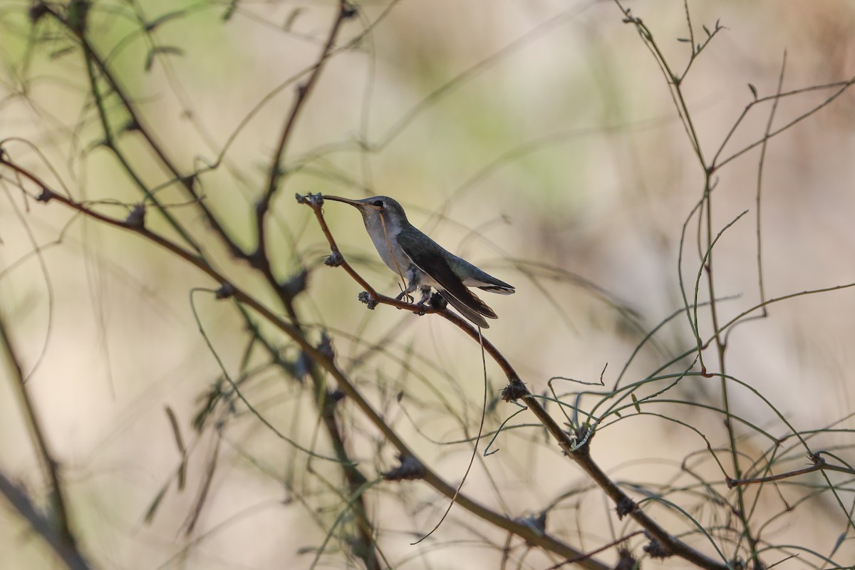 Costa's Hummingbird - ML652120663