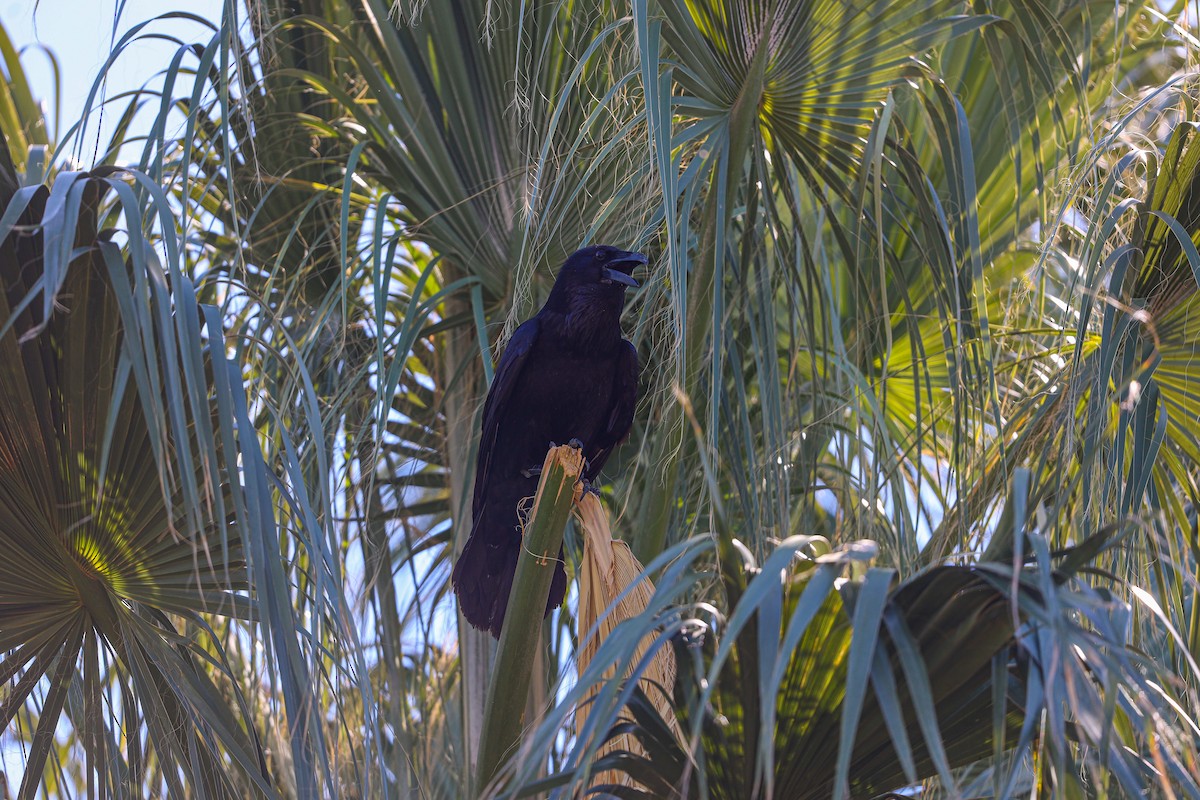 Common Raven - ML652120675