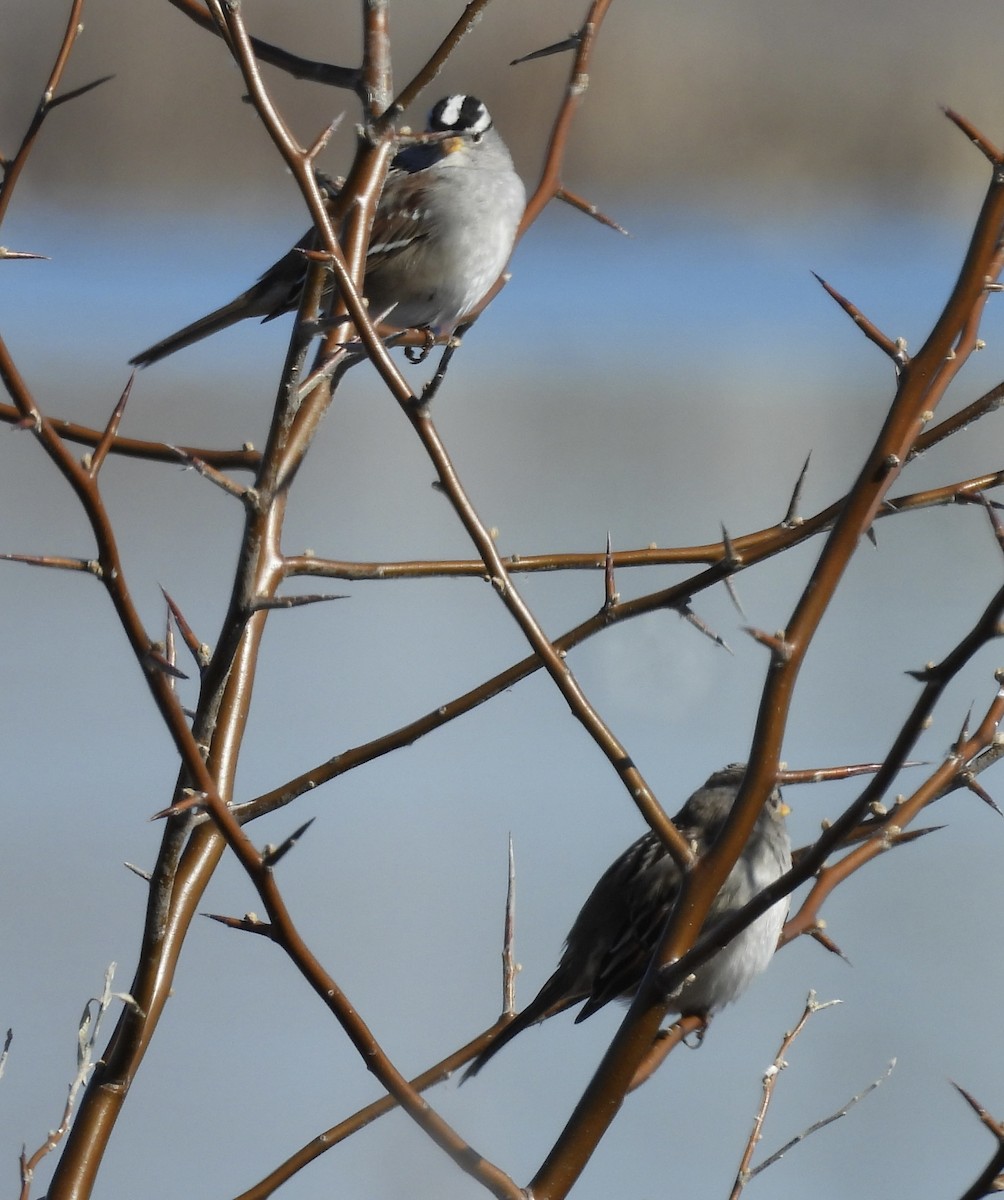 Бруант білобровий - ML652120704