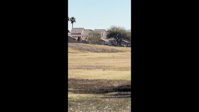 Northern Mockingbird - ML652120705