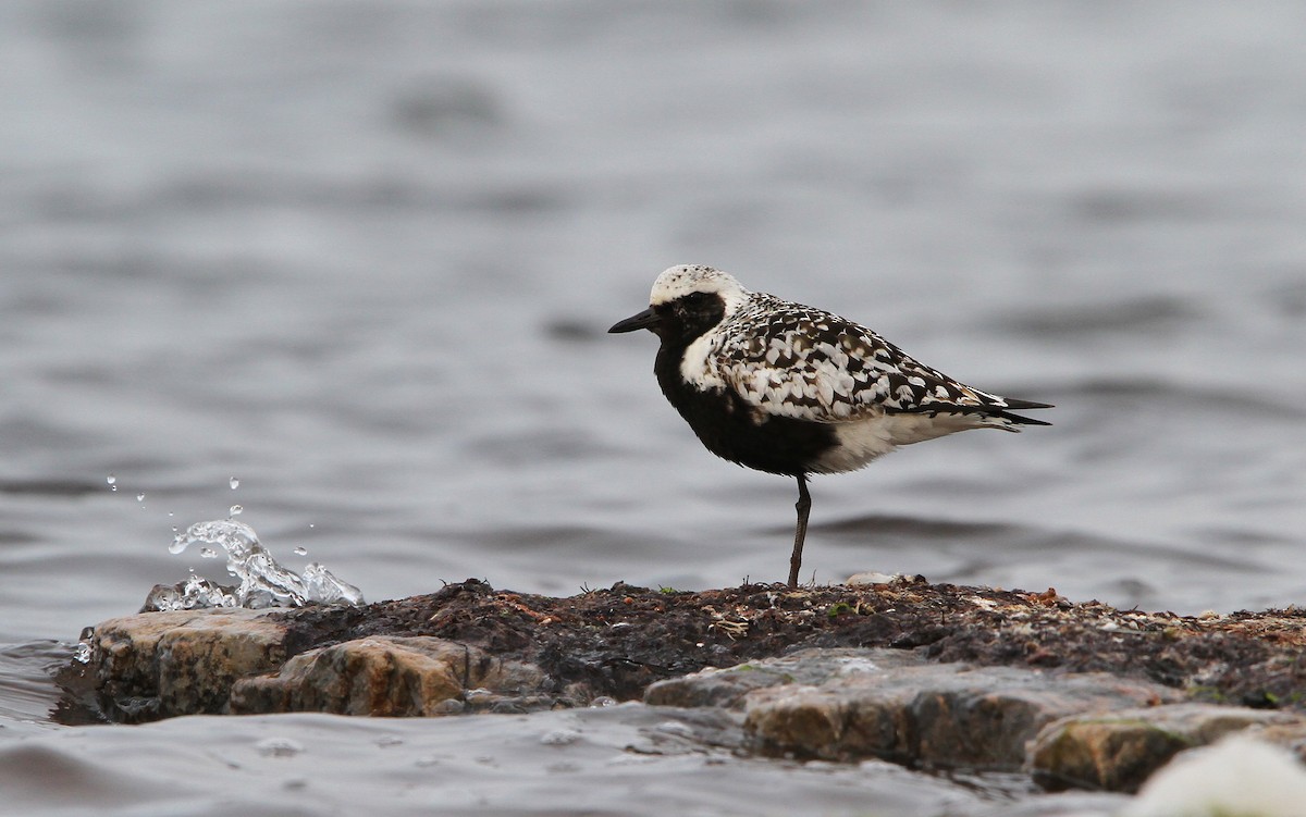 Black-bellied Plover - ML65212071