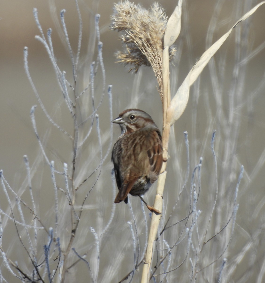 Пасовка співоча - ML652120731