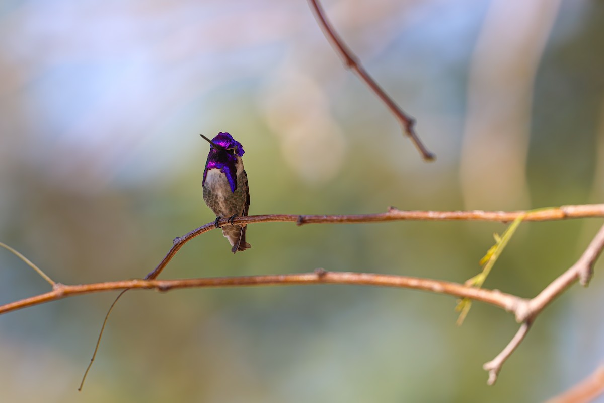 Costa's Hummingbird - ML652120755