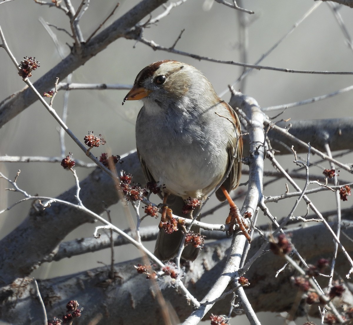 Бруант білобровий - ML652120805