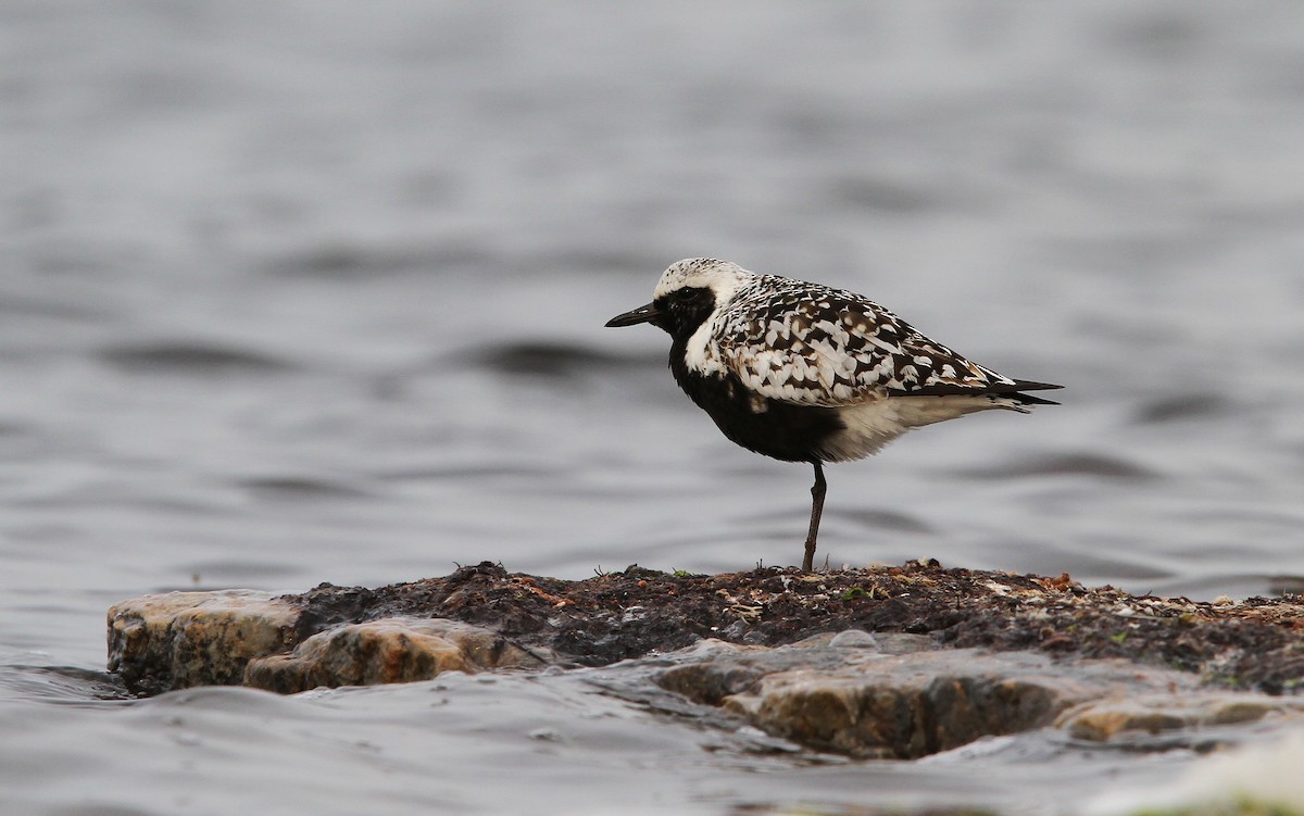 Black-bellied Plover - ML65212081