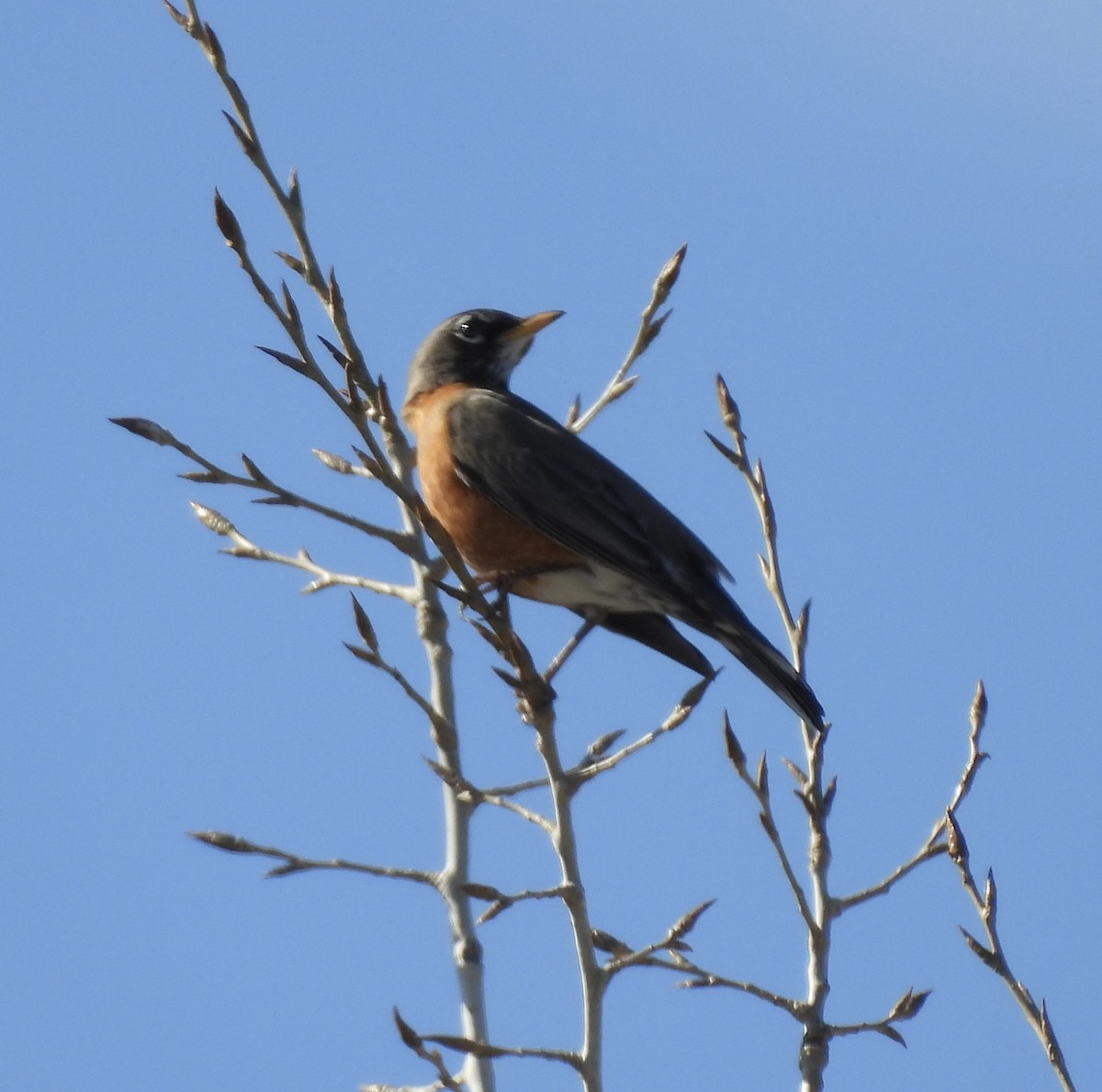 Дрізд мандрівний - ML652120810