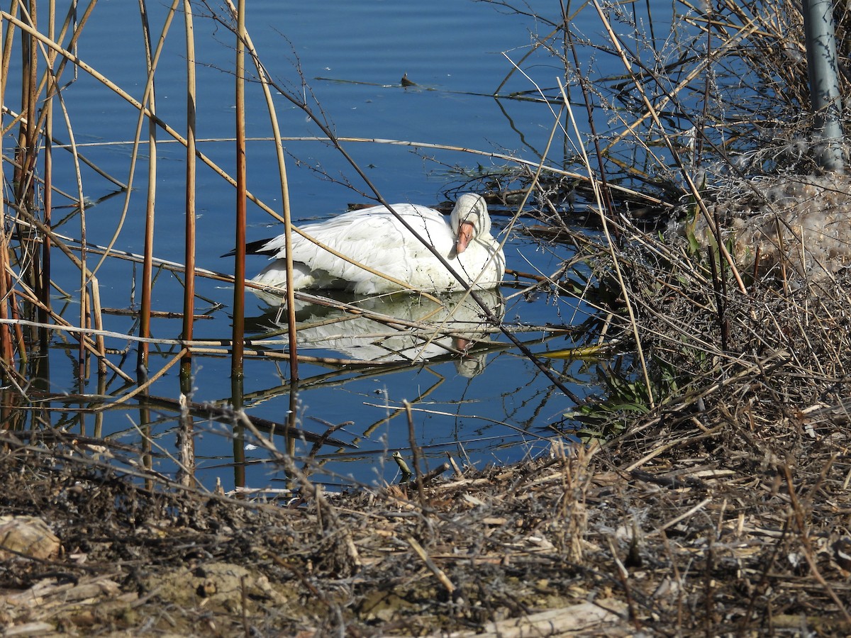 Гуска біла - ML652120867