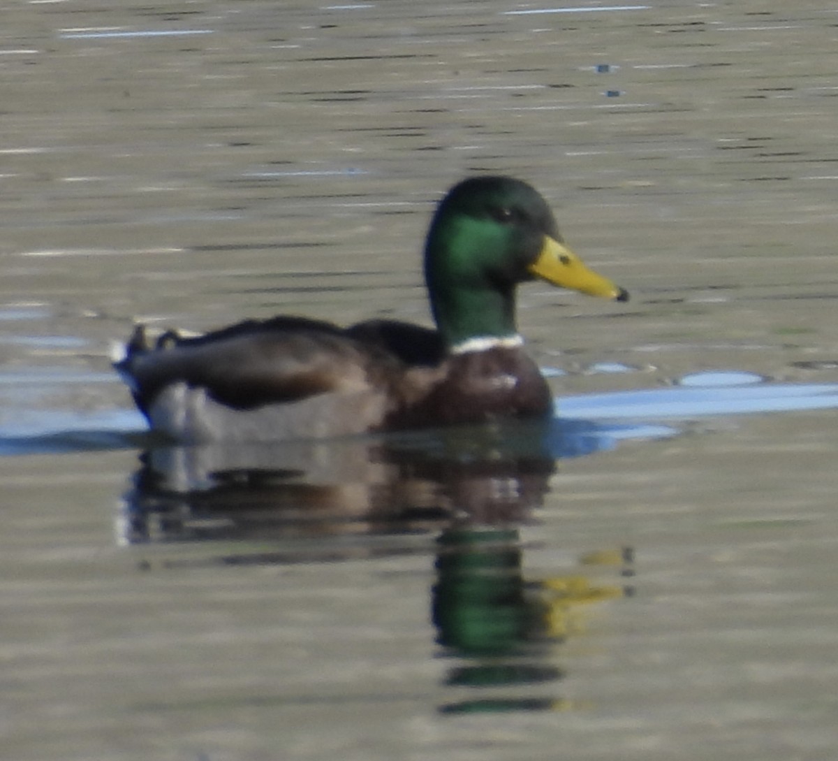 Крижень звичайний - ML652120900