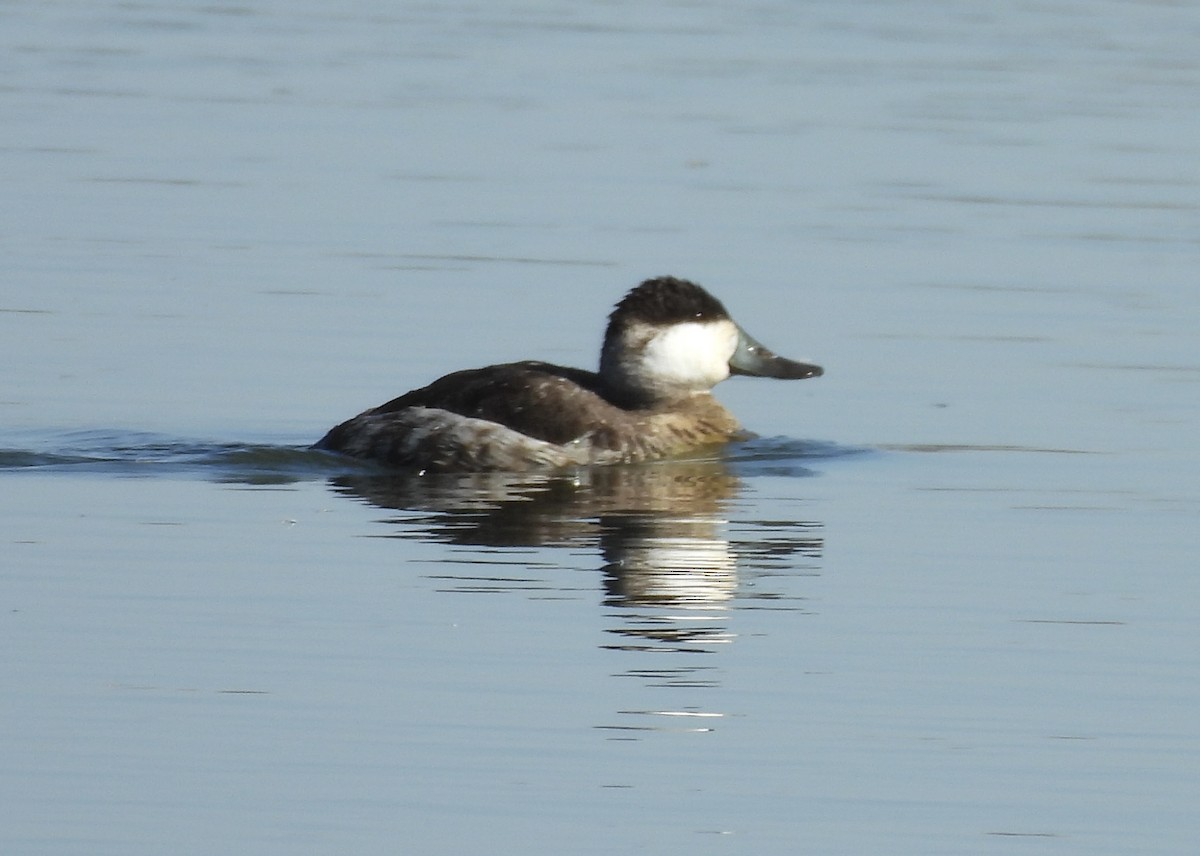 Савка американська - ML652120948