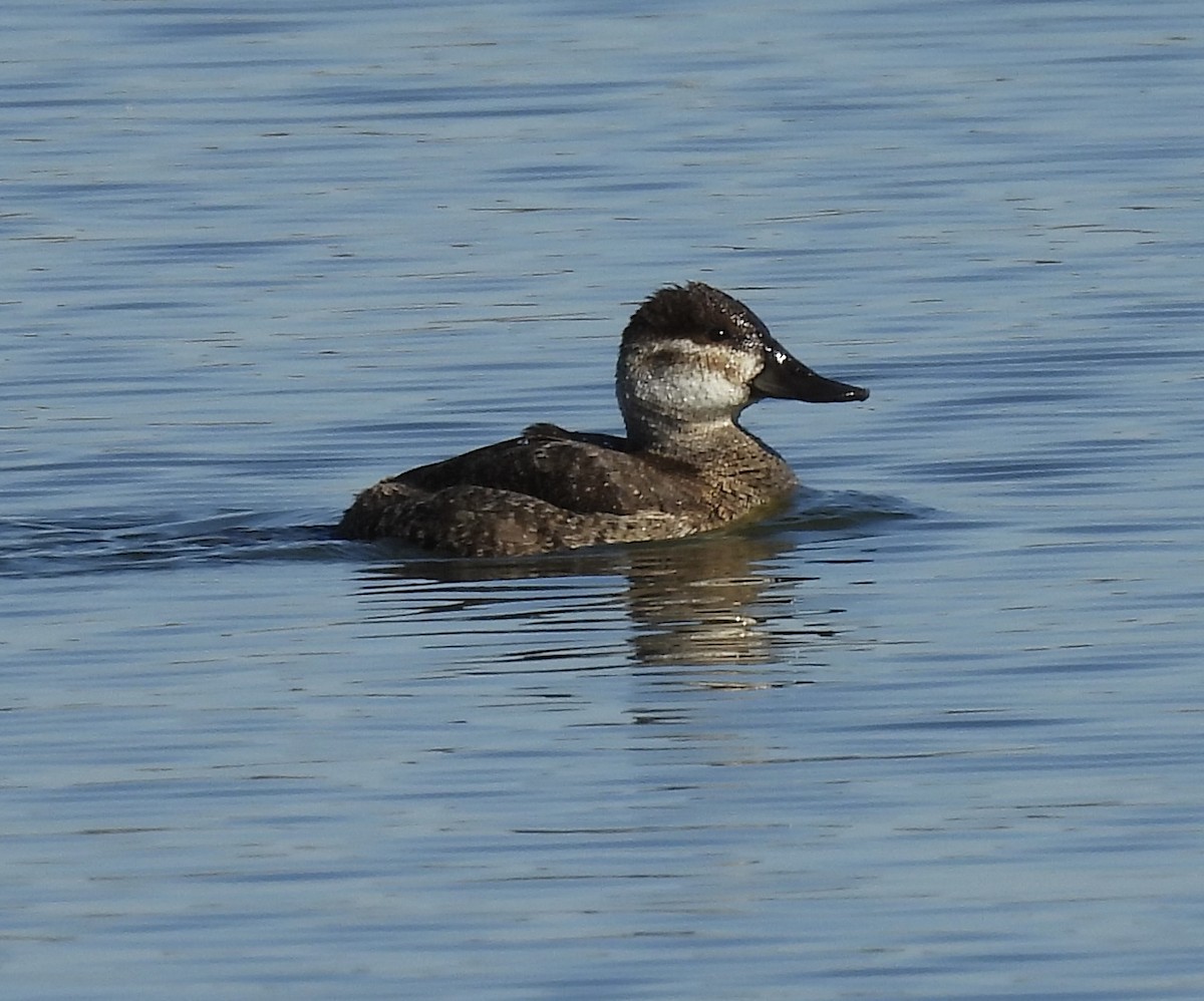 Савка американська - ML652120958