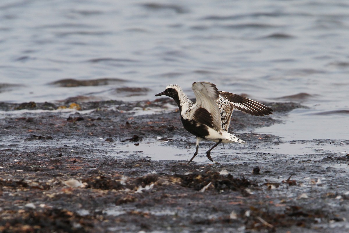 Black-bellied Plover - ML65212101