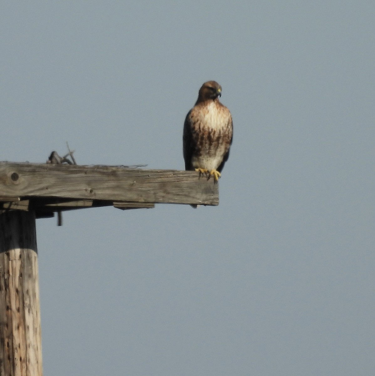 Канюк неоарктичний - ML652121021