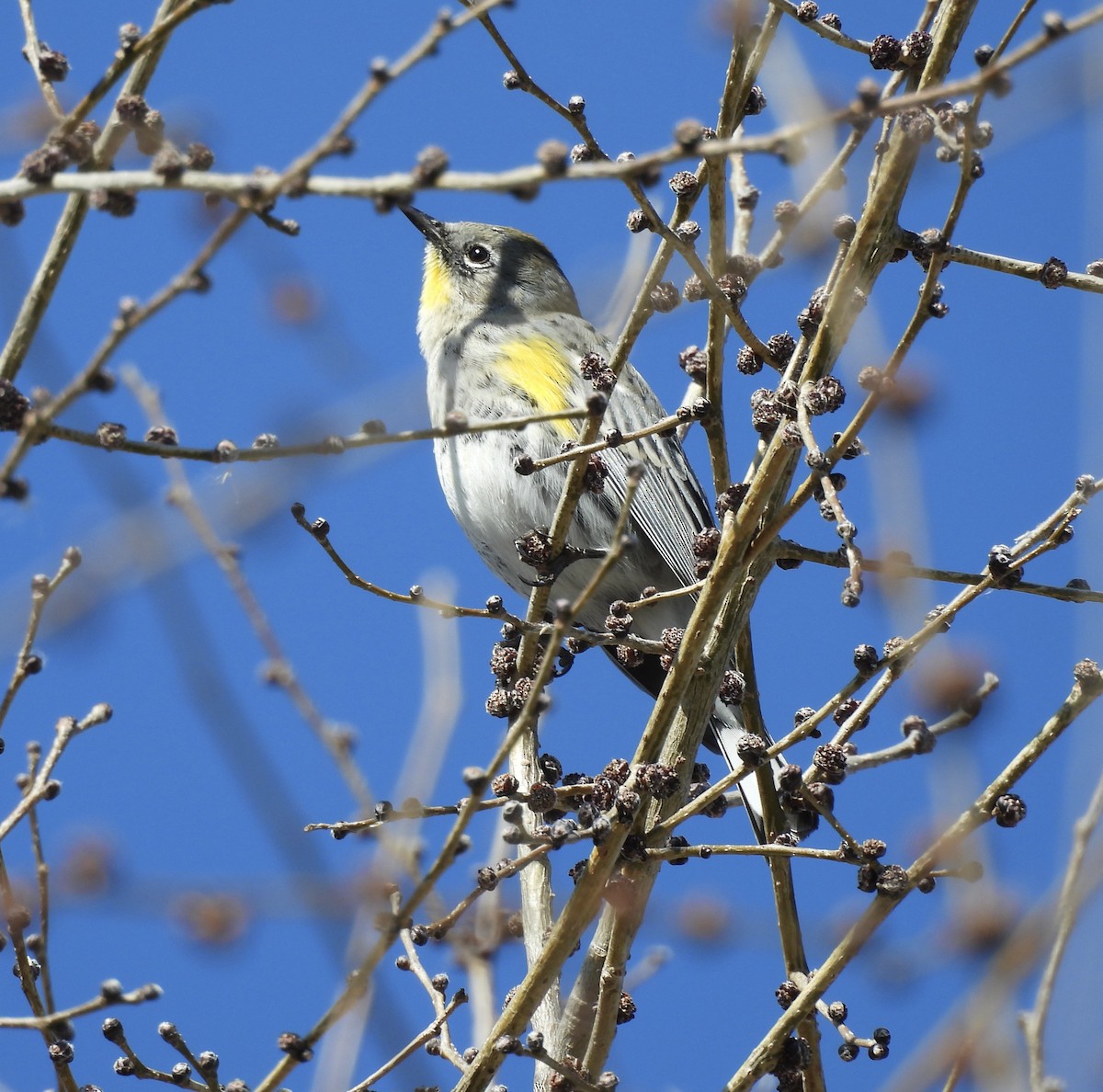 Пісняр-лісовик жовтогузий - ML652121032