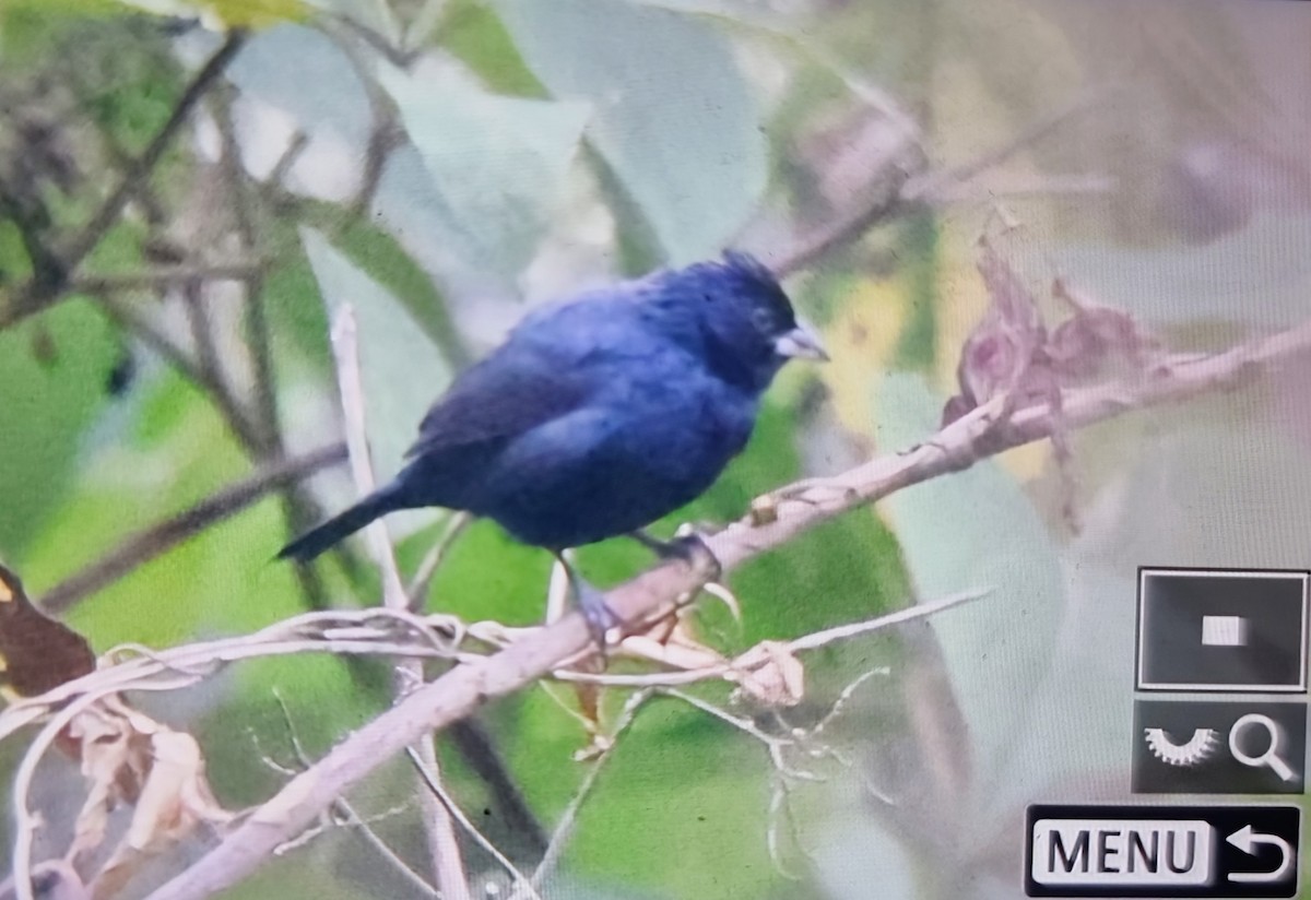 Blue-black Grassquit - ML652121103