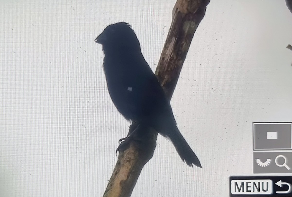Thick-billed Seed-Finch - ML652121114
