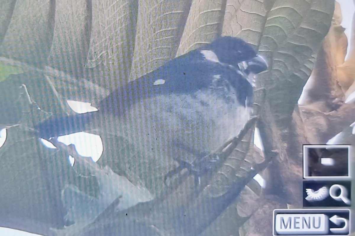 Variable Seedeater (Variable) - ML652121118