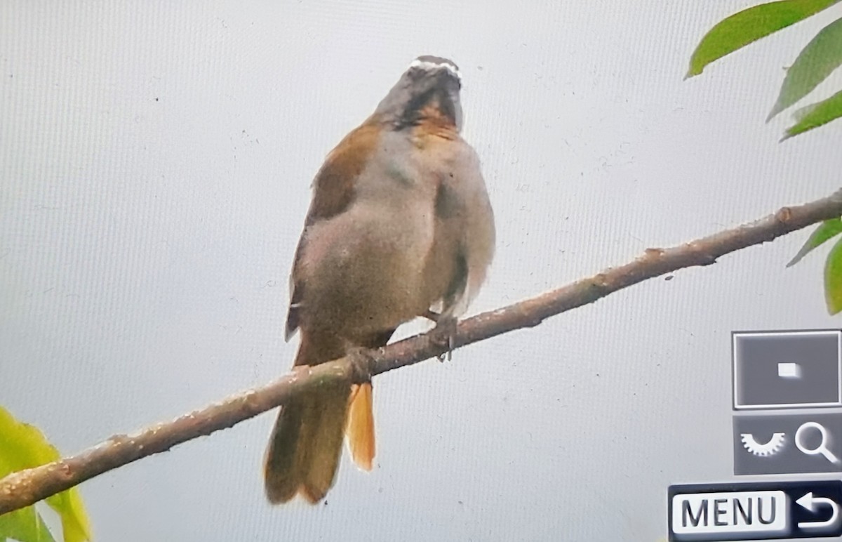 Buff-throated Saltator - ML652121127