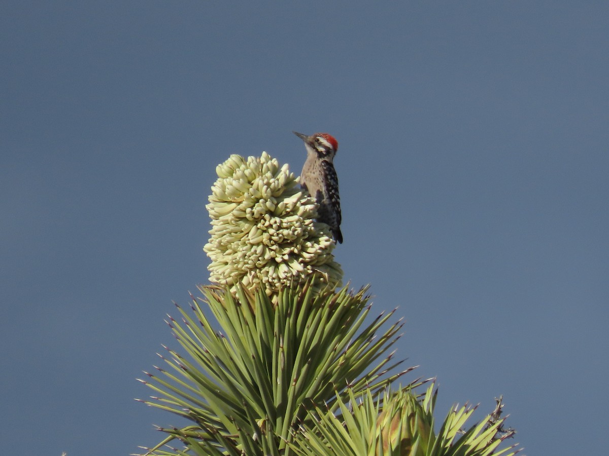 Ladder-backed Woodpecker - ML652121138