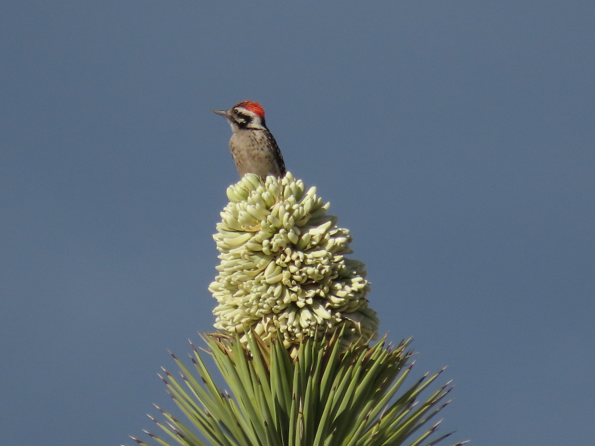 Ladder-backed Woodpecker - ML652121191