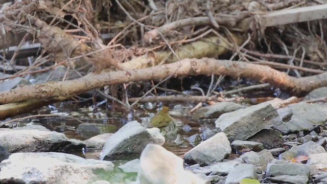 Смугастоволець оливковий - ML652121236