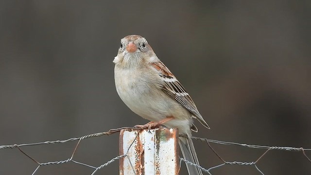 Карнатка польова - ML652121645